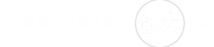 選擇美華苗木的6大理由